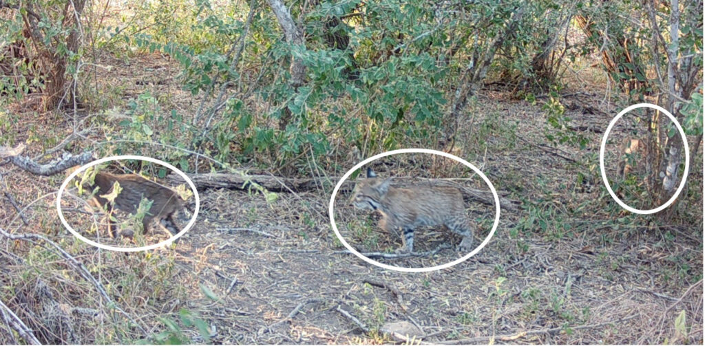 Hidden bobcats identified with circle