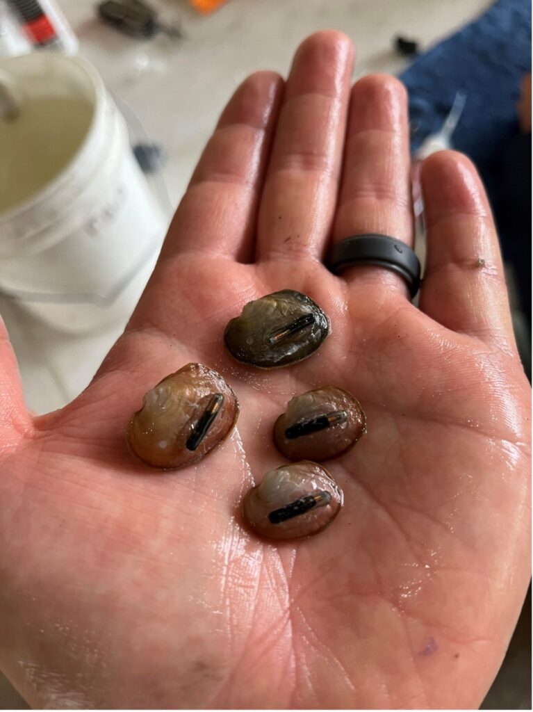 Mussels with their PIT tags.