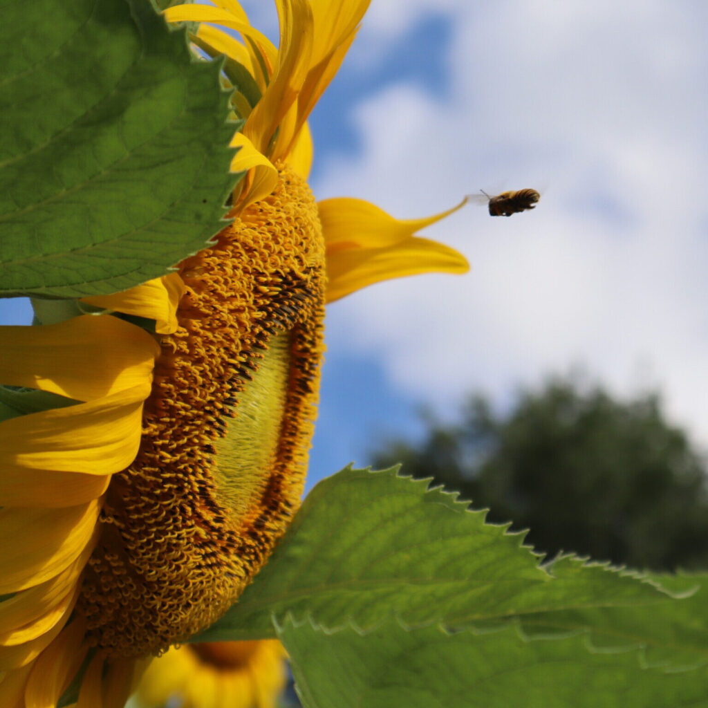 Bee and Sunflower Square