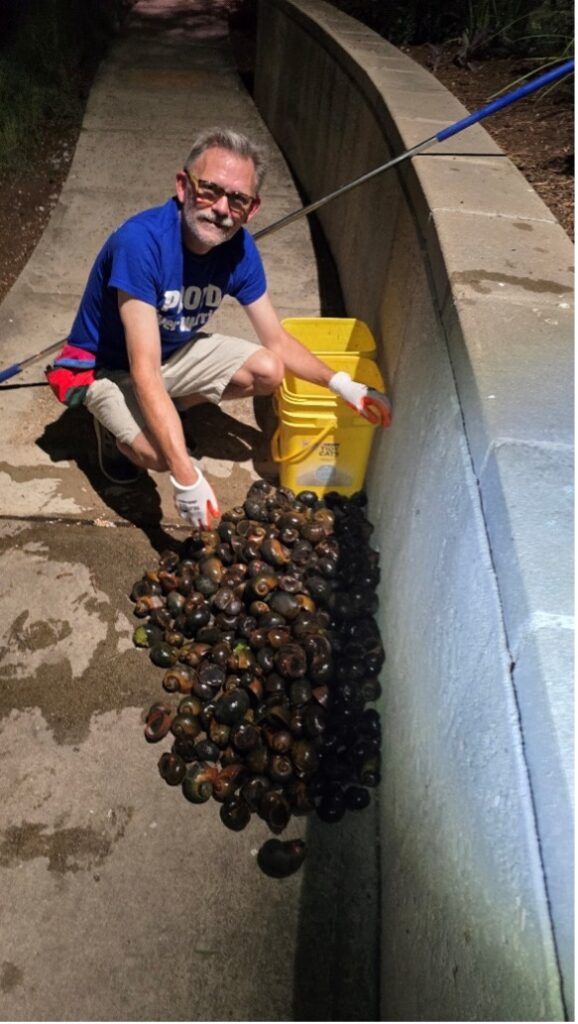 A man kneels next to apple snail collection hoard