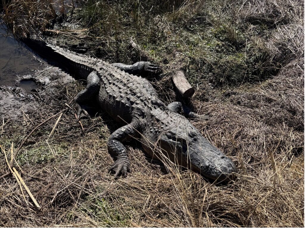 Alligator