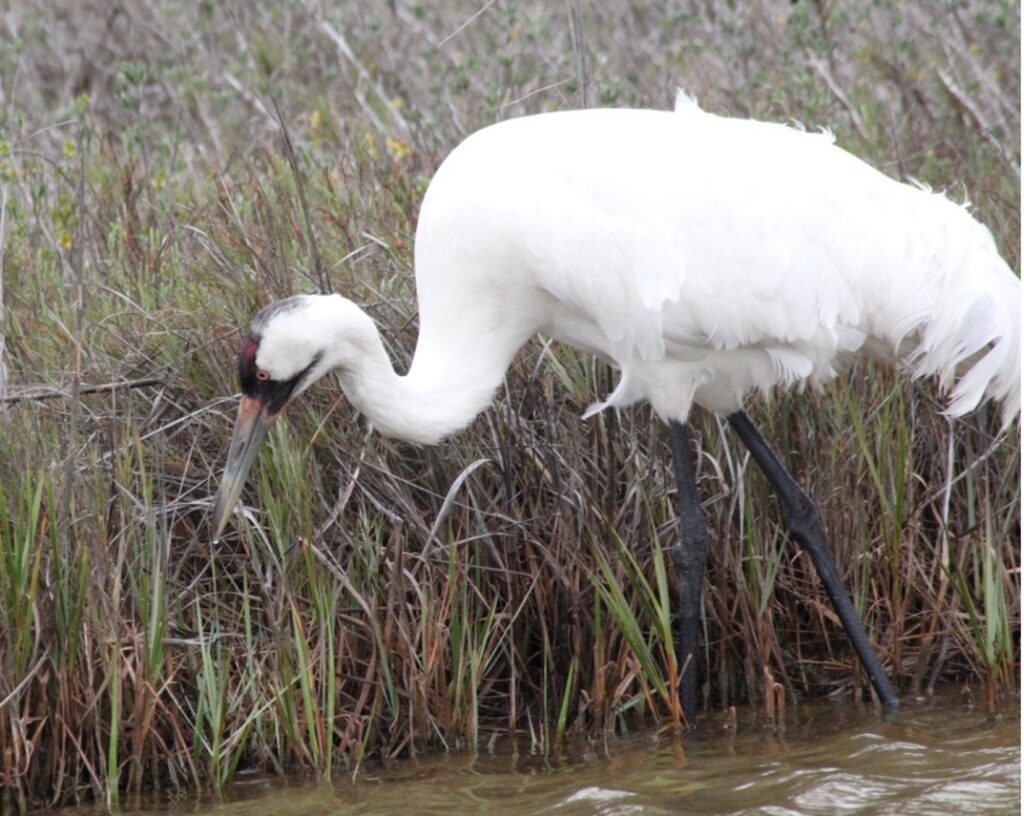 whooping crane