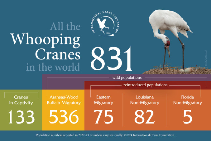 A graphic showing the total population of whooping cranes in the world which is 831